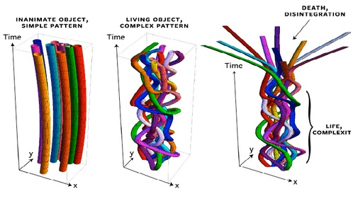 Life as a Braid of Space Time